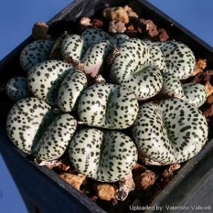 種子15粒 コノフィツム・オブコルデルム(Conophytum Obcordellum)