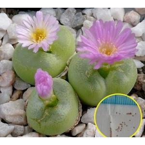 コノフィツム　smorenskaduense DT3711A コノフィツム smorenskaduense DT3711A コノフィツム