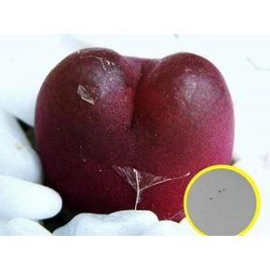 種子10粒 リビストナ・デコラ(Livistona decora) : 多肉植物ワールド