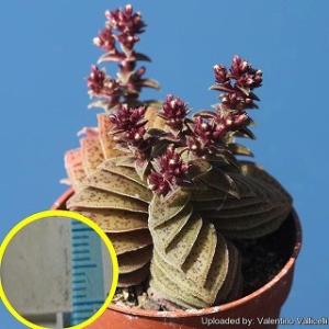 クラッスラ 茜の塔(Crassula capit...の商品画像
