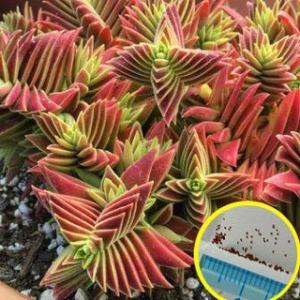 クラッスラ 高千穂(Crassula capitella ssp thyrsiflora)の種子