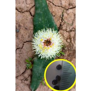 種子15粒 ダウベニヤ コマタの種子(Daube...の商品画像