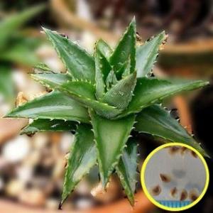 種子20粒 プヤ・ベルテロニアナ(Puya berteroniana) : 多肉植物
