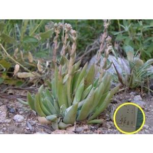 ダドレア 銀鷲(Dudleya abramsii-)の種子｜succulent