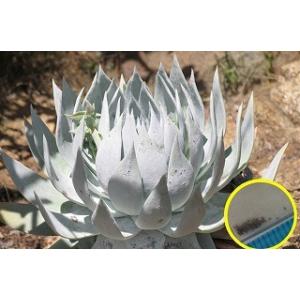 種子20粒 ダドレア・ブリトニー（仙女盃）(Dudleya brittonii) : 多肉