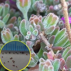 多肉植物）ドロサンテマム 蜜橘（ミカン） 2号（1鉢