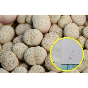 種子20粒 ディンテランサス バンジリー 綾耀玉...の商品画像