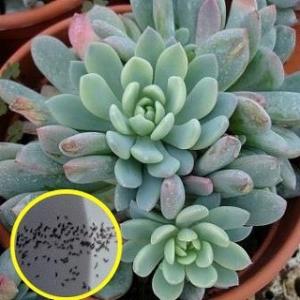 多肉植物 エケベリア 種 種子 の商品一覧 花 ガーデニング 通販 Yahoo ショッピング