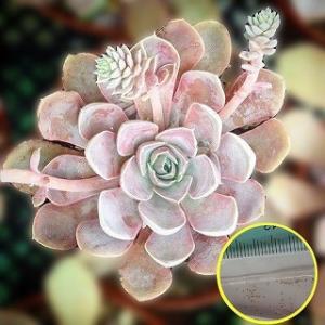 多肉植物 エケベリア 種 種子 の商品一覧 花 ガーデニング 通販 Yahoo ショッピング