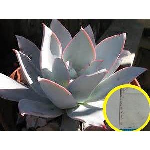 エケベリア・カンテ (Echeveria Cante)の種子