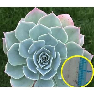 種子50粒 エケベリア・セクンダ（七福神）(Echeveria secunda)の種子