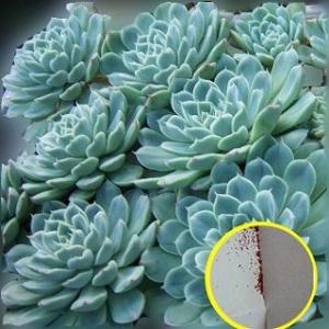 多肉植物 エケベリア 種 種子 の商品一覧 花 ガーデニング 通販 Yahoo ショッピング