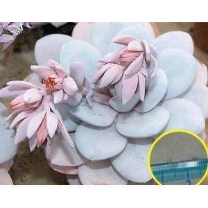 エケベリア ラウイ(Echeveria Laui)の種子