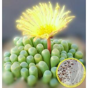 フェネストレリア　五十鈴玉（Fenestraria Aurantiaca）の種子