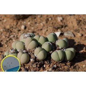 種子10粒 コノフィツム・フラブム・オルナツム(Conophytum flavum