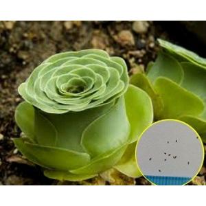 種子20粒 エケベリア・カンテ (Echeveria Cante) : 多肉植物