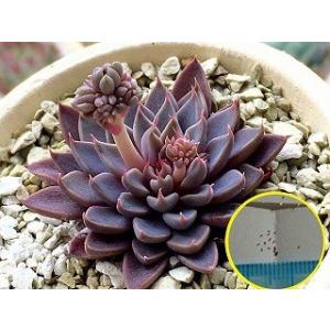 種子10粒 パキポディウム ルテンベルギアナム（Rutenbergianum