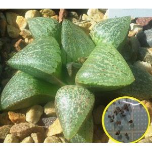 ハオルチア・エメリアエ(Haworthia emelyae)の種子｜succulent