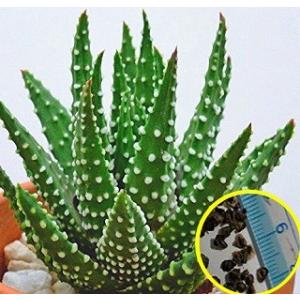 多肉植物 ハオルチア 種子の商品一覧 通販 Yahoo ショッピング