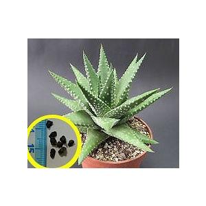 ハオルチア 種子の商品一覧 通販 Yahoo ショッピング