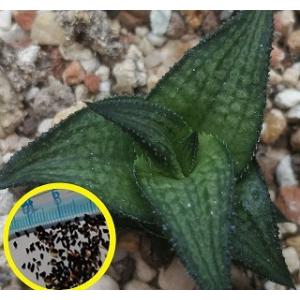 ハオルチア 種子の商品一覧 通販 Yahoo ショッピング