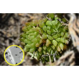 ハオルチア　ムクロナータ（Haworthia Mucronata）の種子｜succulent