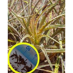 種子20粒 ヘクチア・テキセンシス(Hechtia Texensis)の種子