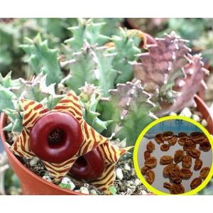 種子8粒 フェルニア・ゼブリナ(Huernia ...の商品画像