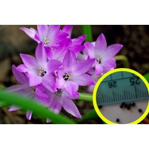 ラケナリア　ポーキポフォリアの種子(Lachenalia　paucifolia）