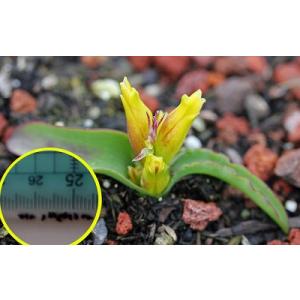 苗＊コノフィツム・スワネポリアヌム ルブロリネアツム ＊多肉植物 コノフィツム・スワネポエリアヌム・ルブロリネアツム(swanepoelianum