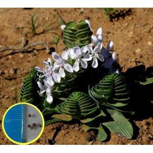 自家採種した超新鮮な パキポディウム 白花 恵比寿笑い の種子100粒 Amazon.co.jp: 自家採種した超新鮮な パキポディウム 白花