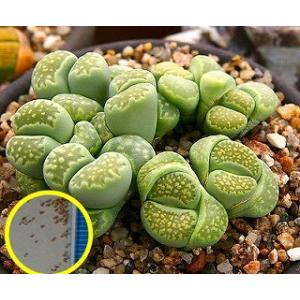 種子15粒 リトープス 白蝋石(Lithops pseudotruncatella ssp