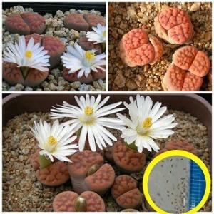 リトープス・カラスモンタナ・ティシェリー(Lithops karasmontana tischeri C182)の種子｜succulent