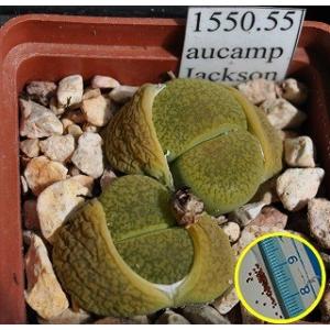 リトープスの種子ミックス500粒 : 多肉植物ワールド - 通販 - Yahoo