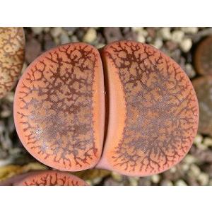 リトープス・コエレマニー　C016 の種子(Lithops aucampiae koelemanii...