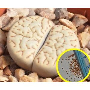 リトープスの種子ミックス500粒 : 多肉植物ワールド - 通販 - Yahoo