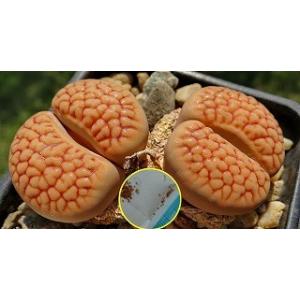 リトープス翠蛾種子1,000粒C388 Steineckeana ステインケアナ 種子20粒 リトープス・テリカラー(Lithops terricolor) : 多肉