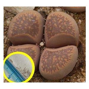 種子20粒 リトープス・コンプトニー C377(Lithops comptonii var. C377