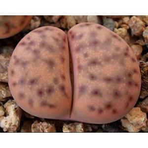 リトープスの種子ミックス500粒 : 多肉植物ワールド - 通販 - Yahoo