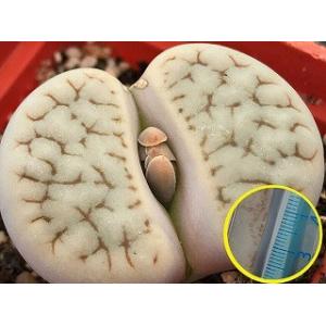 リトープスの種子ミックス500粒 : 多肉植物ワールド - 通販 - Yahoo