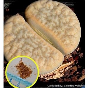 リトープス翠蛾種子1,000粒C388 Steineckeana ステインケアナ 種子20粒 リトープス・テリカラー(Lithops terricolor) : 多肉