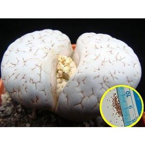 リトープス・ワルドロニアエ (Lithops gracilidelineata v waldroni...