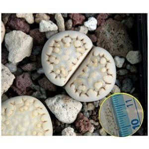種子15粒 リトープス緑福来玉（Lithops julii v. fulleri Fullergreen