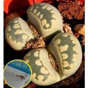 リトープス 大津絵(Lithops otzeniana)の種子