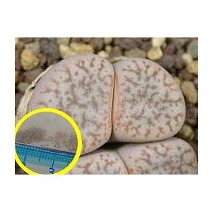 種子15粒 リトープス 白蝋石(Lithops pseudotruncatella ssp 種子15粒 リトープス 白蝋石(Lithops pseudotruncatella ssp