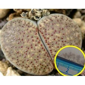 リトープス　伊那玉(Lithops verruculosa var. verruculosa C09...