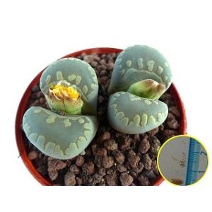 種子10粒　リトープス・大津絵アクアマリン(Lithops otzeniana &apos;Aquamarin...