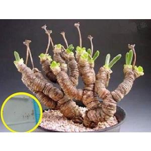 種子20粒 紫色が美しいオプンチア・サンタリタ(Opuntia