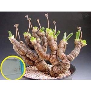 種子20粒 紫色が美しいオプンチア・サンタリタ(Opuntia santarita