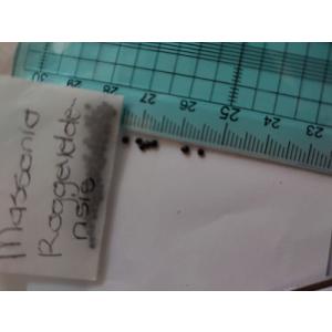 種子6粒 マッソニア ロッゲベルデンシスの種子...の詳細画像1